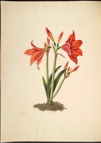 Reproducción/Reproduction 8512259625: A selection of Hexandrian plants, belonging to the natural orders Amaryllidae and Liliacae. London : Robt. Havell, ... , Pubd. 1831- ended Dec. 1, 1834.