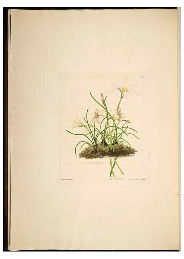 Reproducción/Reproduction 8513372684: A selection of Hexandrian plants, belonging to the natural orders Amaryllidae and Liliacae. London : Robt. Havell, ... , Pubd. 1831- ended Dec. 1, 1834.