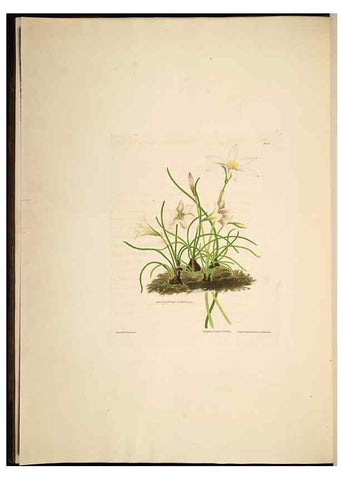Reproducción/Reproduction 8513372684: A selection of Hexandrian plants, belonging to the natural orders Amaryllidae and Liliacae. London : Robt. Havell, ... , Pubd. 1831- ended Dec. 1, 1834.