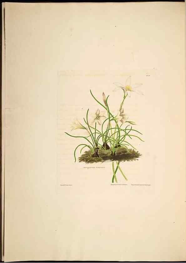 Reproducción/Reproduction 8513372684: A selection of Hexandrian plants, belonging to the natural orders Amaryllidae and Liliacae. London : Robt. Havell, ... , Pubd. 1831- ended Dec. 1, 1834.