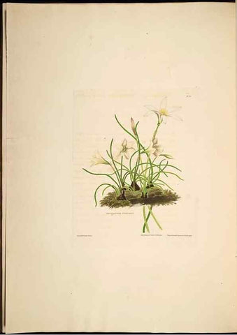 Reproducción/Reproduction 8513372684: A selection of Hexandrian plants, belonging to the natural orders Amaryllidae and Liliacae. London : Robt. Havell, ... , Pubd. 1831- ended Dec. 1, 1834.