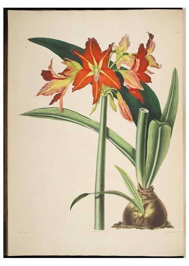 Reproducción/Reproduction 8513372810: A selection of Hexandrian plants, belonging to the natural orders Amaryllidae and Liliacae. London : Robt. Havell, ... , Pubd. 1831- ended Dec. 1, 1834.