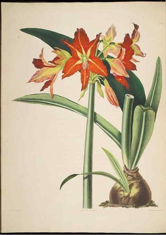 Reproducción/Reproduction 8513372810: A selection of Hexandrian plants, belonging to the natural orders Amaryllidae and Liliacae. London : Robt. Havell, ... , Pubd. 1831- ended Dec. 1, 1834.