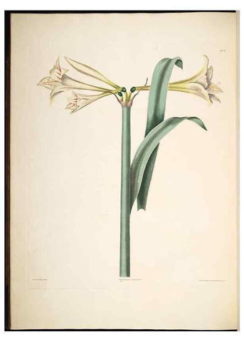 Reproducción/Reproduction 8513373140: A selection of Hexandrian plants, belonging to the natural orders Amaryllidae and Liliacae. London : Robt. Havell, ... , Pubd. 1831- ended Dec. 1, 1834.