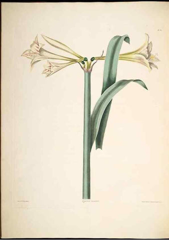 Reproducción/Reproduction 8513373140: A selection of Hexandrian plants, belonging to the natural orders Amaryllidae and Liliacae. London : Robt. Havell, ... , Pubd. 1831- ended Dec. 1, 1834.