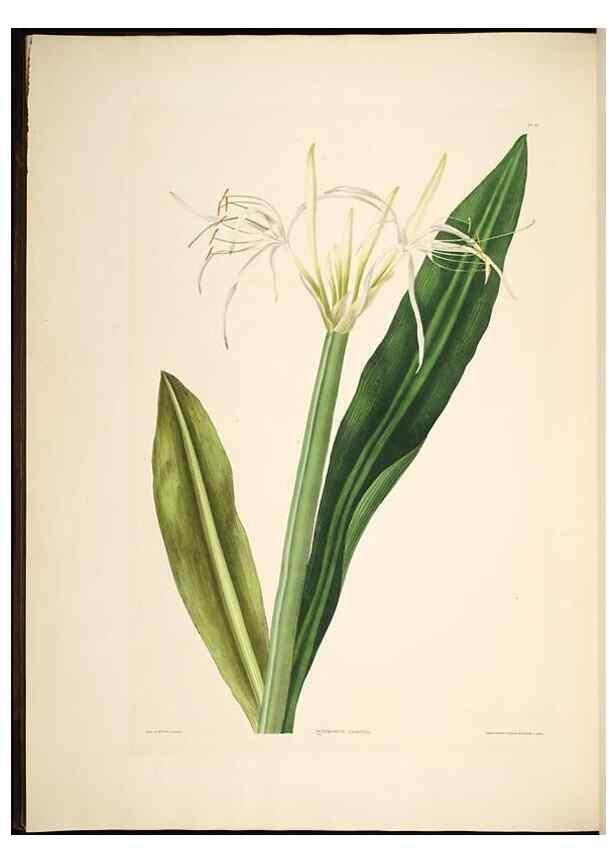 Reproducción/Reproduction 8513373282: A selection of Hexandrian plants, belonging to the natural orders Amaryllidae and Liliacae. London : Robt. Havell, ... , Pubd. 1831- ended Dec. 1, 1834.