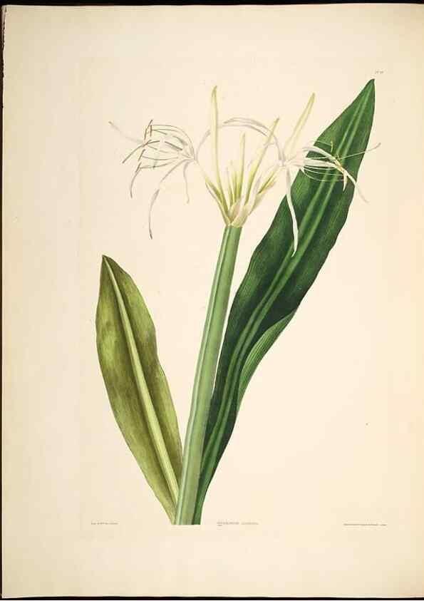 Reproducción/Reproduction 8513373282: A selection of Hexandrian plants, belonging to the natural orders Amaryllidae and Liliacae. London : Robt. Havell, ... , Pubd. 1831- ended Dec. 1, 1834.