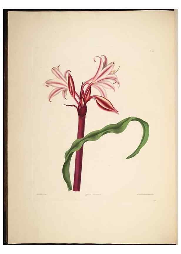 Reproducción/Reproduction 8513373508: A selection of Hexandrian plants, belonging to the natural orders Amaryllidae and Liliacae. London : Robt. Havell, ... , Pubd. 1831- ended Dec. 1, 1834.