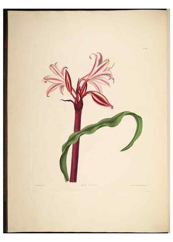 Reproducción/Reproduction 8513373508: A selection of Hexandrian plants, belonging to the natural orders Amaryllidae and Liliacae. London : Robt. Havell, ... , Pubd. 1831- ended Dec. 1, 1834.