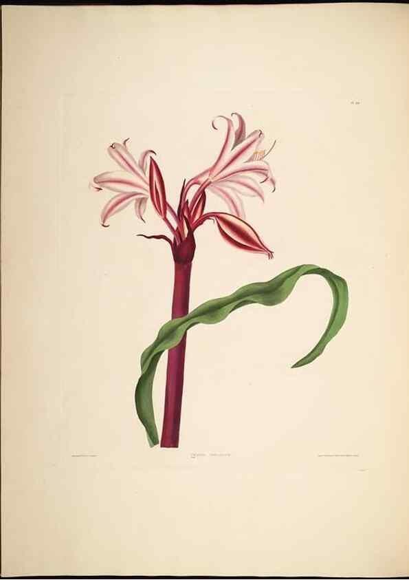 Reproducción/Reproduction 8513373508: A selection of Hexandrian plants, belonging to the natural orders Amaryllidae and Liliacae. London : Robt. Havell, ... , Pubd. 1831- ended Dec. 1, 1834.