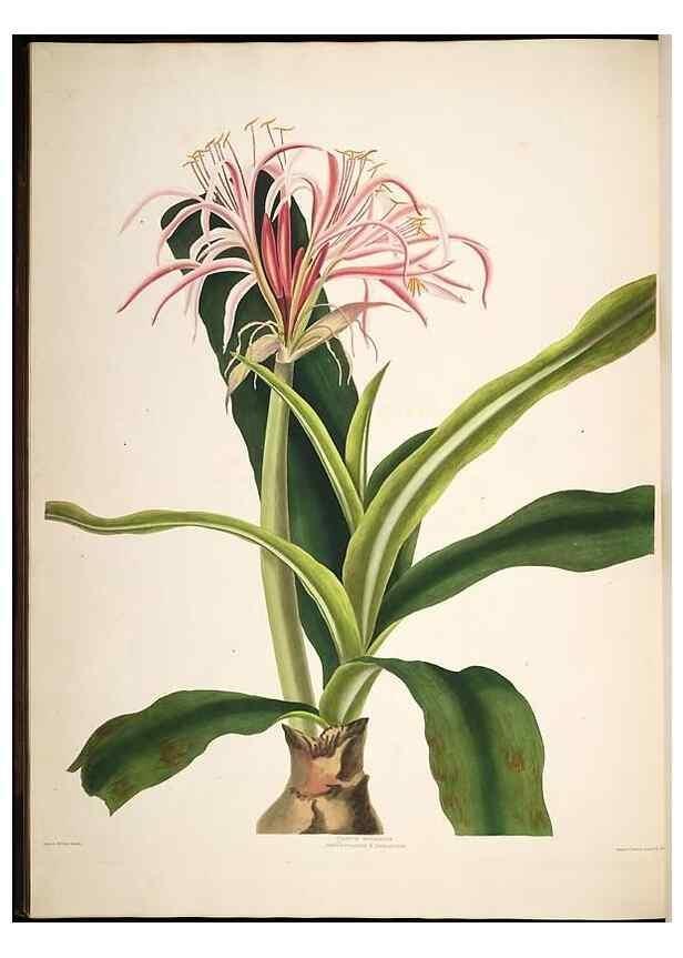 Reproducción/Reproduction 8513373800: A selection of Hexandrian plants, belonging to the natural orders Amaryllidae and Liliacae. London : Robt. Havell, ... , Pubd. 1831- ended Dec. 1, 1834.