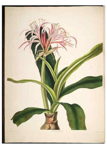 Reproducción/Reproduction 8513373800: A selection of Hexandrian plants, belonging to the natural orders Amaryllidae and Liliacae. London : Robt. Havell, ... , Pubd. 1831- ended Dec. 1, 1834.