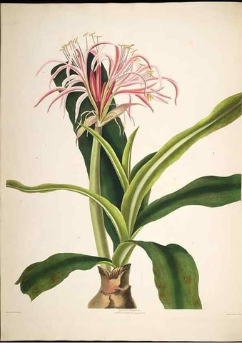 Reproducción/Reproduction 8513373800: A selection of Hexandrian plants, belonging to the natural orders Amaryllidae and Liliacae. London : Robt. Havell, ... , Pubd. 1831- ended Dec. 1, 1834.