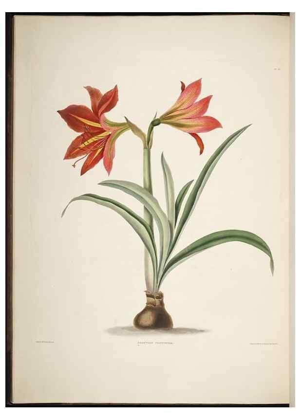 Reproducción/Reproduction 8512257849: A selection of Hexandrian plants, belonging to the natural orders Amaryllidae and Liliacae. London : Robt. Havell, ... , Pubd. 1831- ended Dec. 1, 1834.