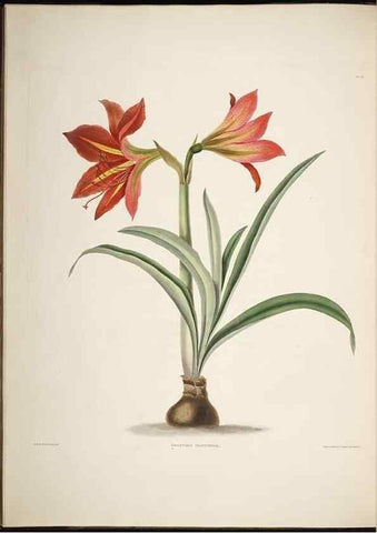 Reproducción/Reproduction 8512257849: A selection of Hexandrian plants, belonging to the natural orders Amaryllidae and Liliacae. London : Robt. Havell, ... , Pubd. 1831- ended Dec. 1, 1834.