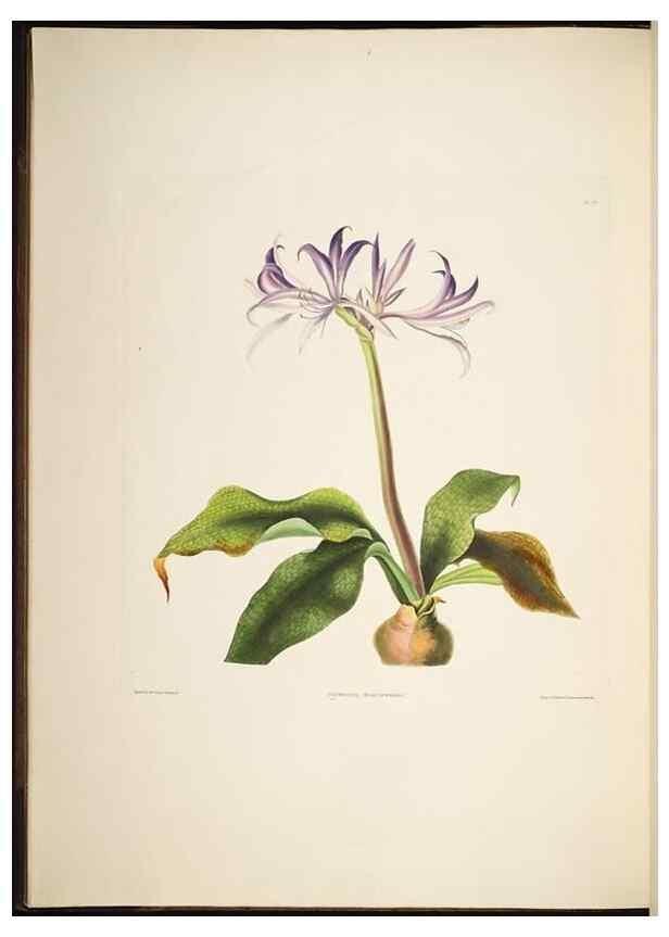 Reproducción/Reproduction 8512257673: A selection of Hexandrian plants, belonging to the natural orders Amaryllidae and Liliacae. London : Robt. Havell, ... , Pubd. 1831- ended Dec. 1, 1834.
