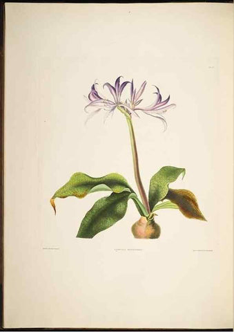 Reproducción/Reproduction 8512257673: A selection of Hexandrian plants, belonging to the natural orders Amaryllidae and Liliacae. London : Robt. Havell, ... , Pubd. 1831- ended Dec. 1, 1834.