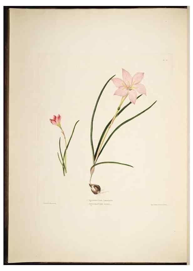 Reproducción/Reproduction 8513370392: A selection of Hexandrian plants, belonging to the natural orders Amaryllidae and Liliacae. London : Robt. Havell, ... , Pubd. 1831- ended Dec. 1, 1834.