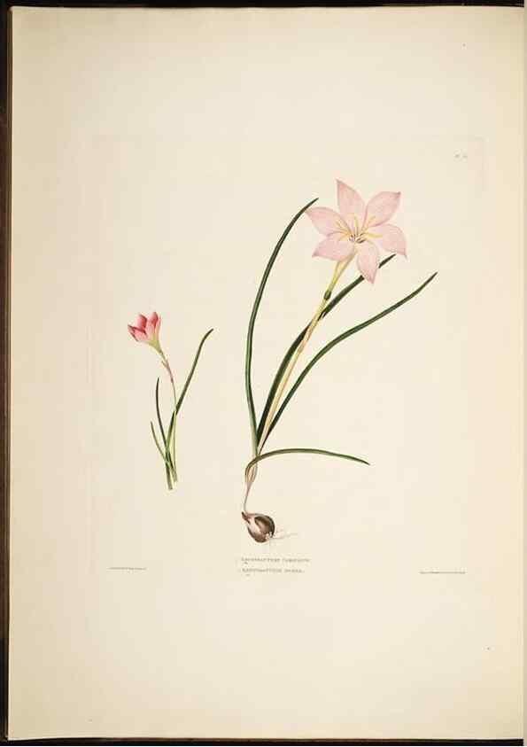 Reproducción/Reproduction 8513370392: A selection of Hexandrian plants, belonging to the natural orders Amaryllidae and Liliacae. London : Robt. Havell, ... , Pubd. 1831- ended Dec. 1, 1834.