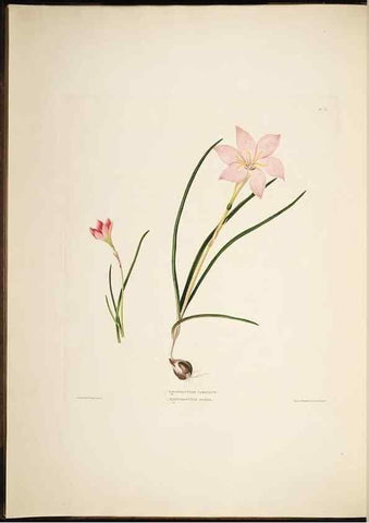 Reproducción/Reproduction 8513370392: A selection of Hexandrian plants, belonging to the natural orders Amaryllidae and Liliacae. London : Robt. Havell, ... , Pubd. 1831- ended Dec. 1, 1834.
