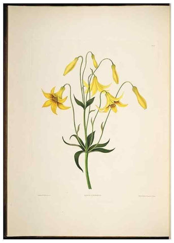 Reproducción/Reproduction 8512257255: A selection of Hexandrian plants, belonging to the natural orders Amaryllidae and Liliacae. London : Robt. Havell, ... , Pubd. 1831- ended Dec. 1, 1834.
