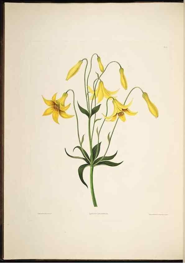 Reproducción/Reproduction 8512257255: A selection of Hexandrian plants, belonging to the natural orders Amaryllidae and Liliacae. London : Robt. Havell, ... , Pubd. 1831- ended Dec. 1, 1834.