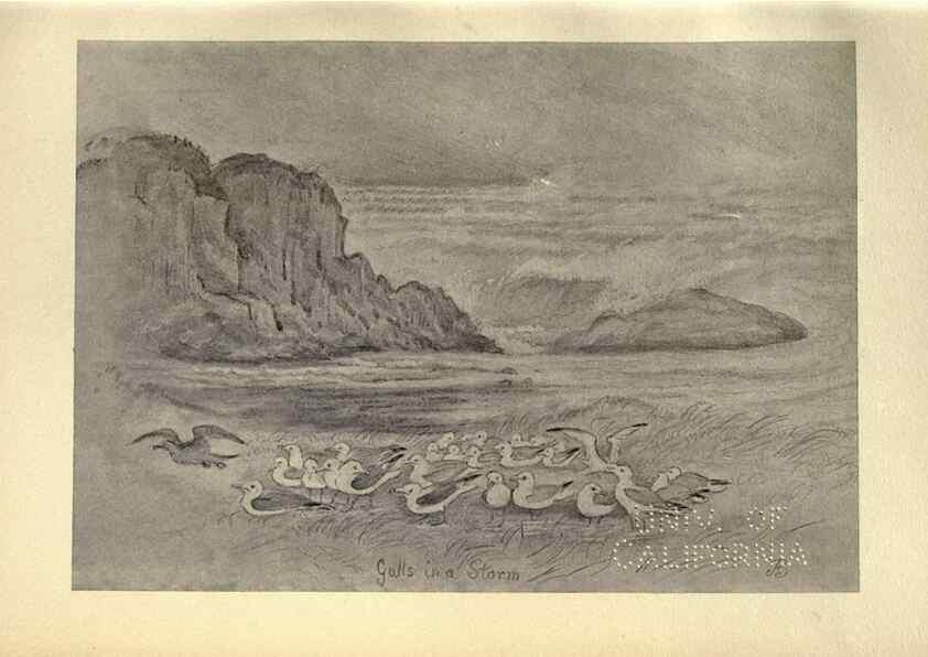 Reproducción/Reproduction 8511393384: Birds from Moidart and elsewhere /. Edinburgh :David Douglas,1895.
