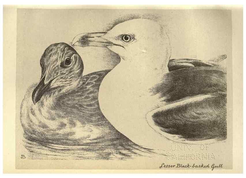 Reproducción/Reproduction 8511394008: Birds from Moidart and elsewhere /. Edinburgh :David Douglas,1895.