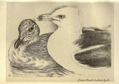 Reproducción/Reproduction 8511394008: Birds from Moidart and elsewhere /. Edinburgh :David Douglas,1895.