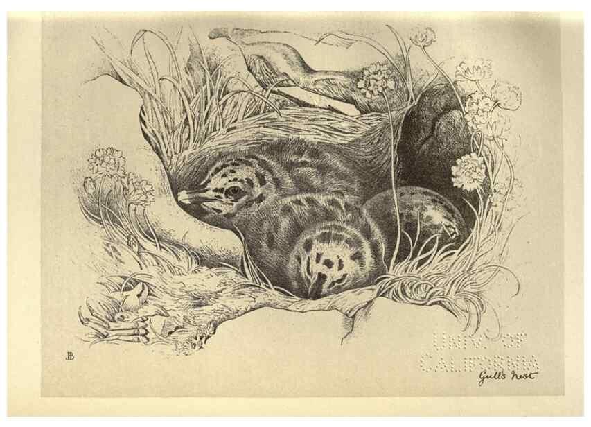 Reproducción/Reproduction 8511395226: Birds from Moidart and elsewhere /. Edinburgh :David Douglas,1895.