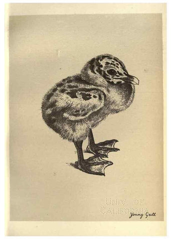 Reproducción/Reproduction 8510285921: Birds from Moidart and elsewhere /. Edinburgh :David Douglas,1895.
