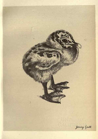 Reproducción/Reproduction 8510285921: Birds from Moidart and elsewhere /. Edinburgh :David Douglas,1895.