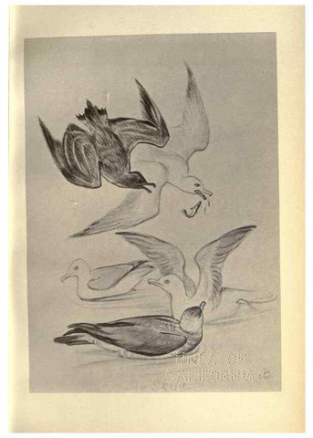 Reproducción/Reproduction 8511396786: Birds from Moidart and elsewhere /. Edinburgh :David Douglas,1895.