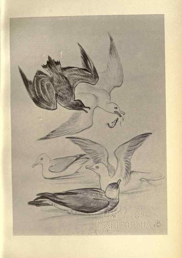 Reproducción/Reproduction 8511396786: Birds from Moidart and elsewhere /. Edinburgh :David Douglas,1895.