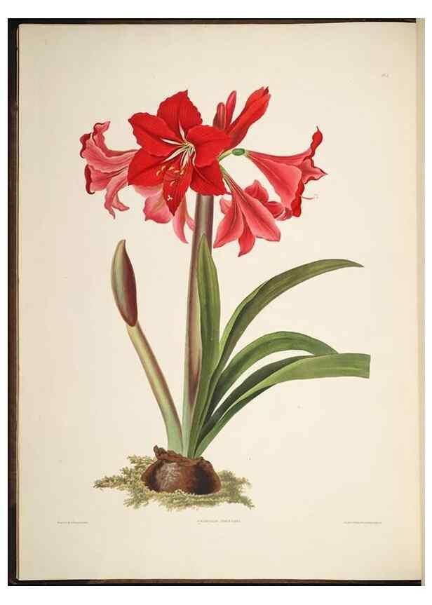 Reproducción/Reproduction 8512254905: A selection of Hexandrian plants, belonging to the natural orders Amaryllidae and Liliacae. London : Robt. Havell, ... , Pubd. 1831- ended Dec. 1, 1834.