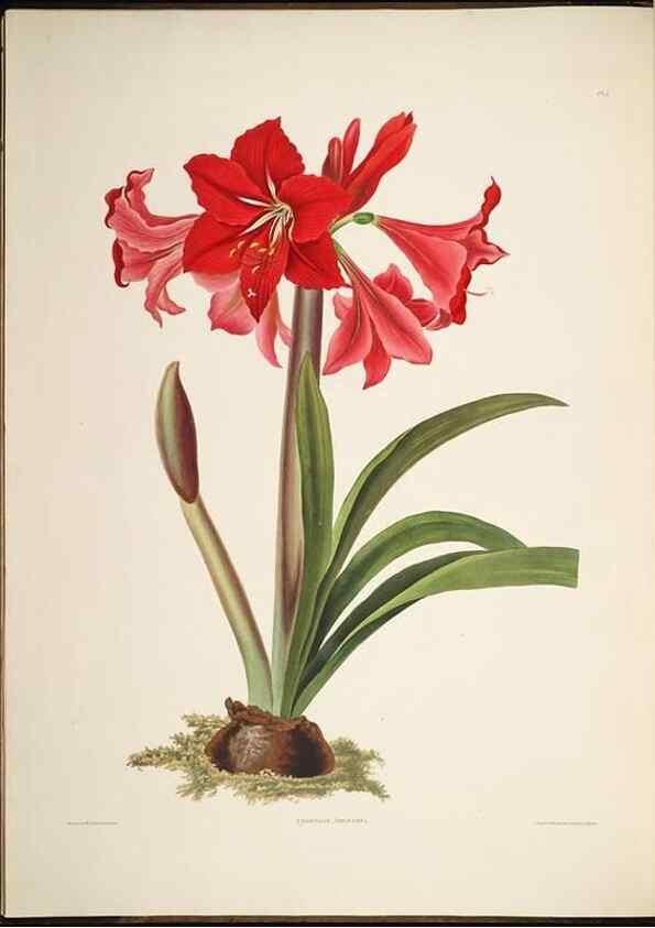 Reproducción/Reproduction 8512254905: A selection of Hexandrian plants, belonging to the natural orders Amaryllidae and Liliacae. London : Robt. Havell, ... , Pubd. 1831- ended Dec. 1, 1834.