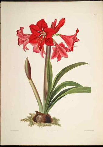 Reproducción/Reproduction 8512254905: A selection of Hexandrian plants, belonging to the natural orders Amaryllidae and Liliacae. London : Robt. Havell, ... , Pubd. 1831- ended Dec. 1, 1834.