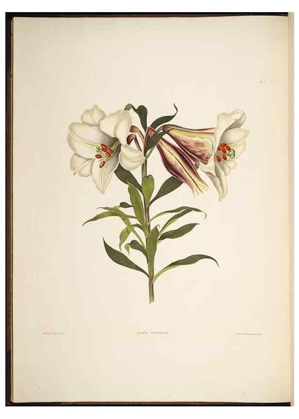 Reproducción/Reproduction 8513368264: A selection of Hexandrian plants, belonging to the natural orders Amaryllidae and Liliacae. London : Robt. Havell, ... , Pubd. 1831- ended Dec. 1, 1834.