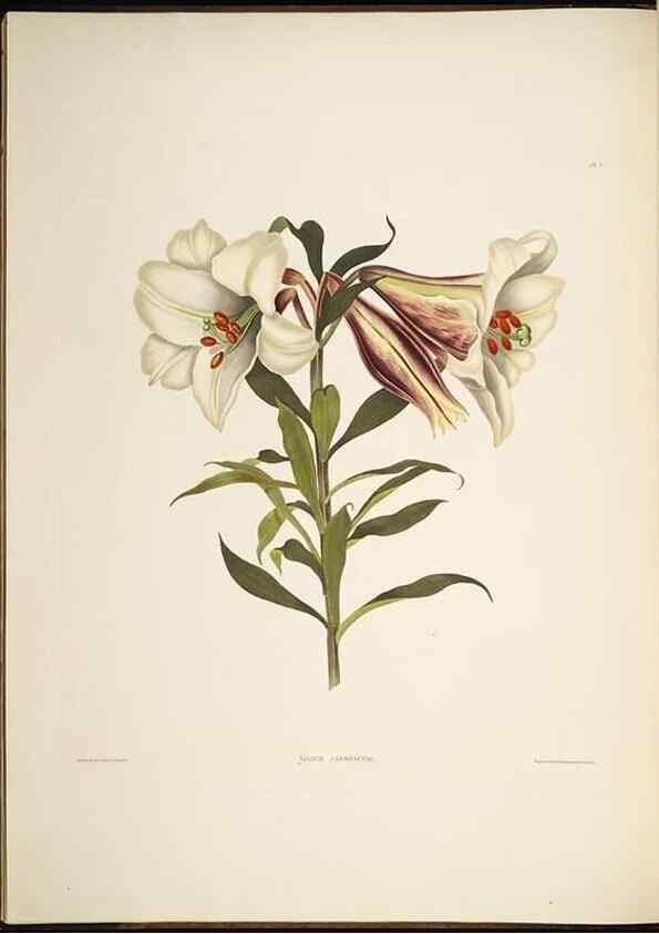Reproducción/Reproduction 8513368264: A selection of Hexandrian plants, belonging to the natural orders Amaryllidae and Liliacae. London : Robt. Havell, ... , Pubd. 1831- ended Dec. 1, 1834.