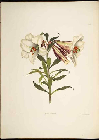 Reproducción/Reproduction 8513368264: A selection of Hexandrian plants, belonging to the natural orders Amaryllidae and Liliacae. London : Robt. Havell, ... , Pubd. 1831- ended Dec. 1, 1834.