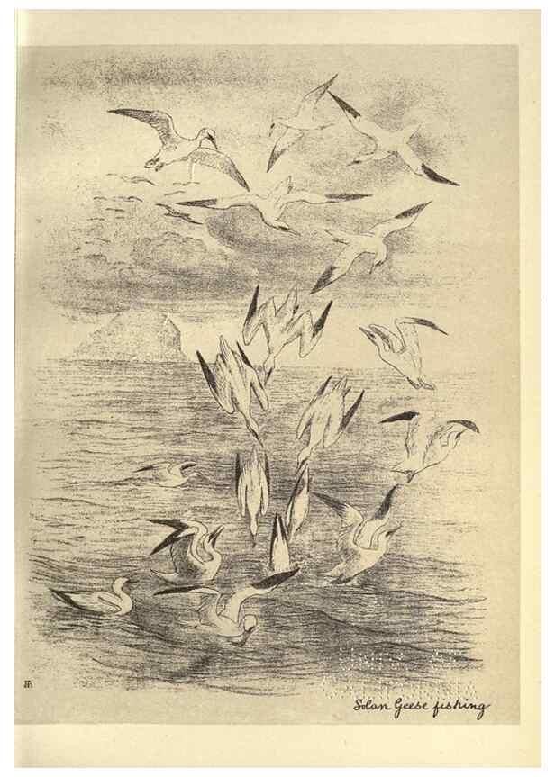 Reproducción/Reproduction 8510282213: Birds from Moidart and elsewhere /. Edinburgh :David Douglas,1895.