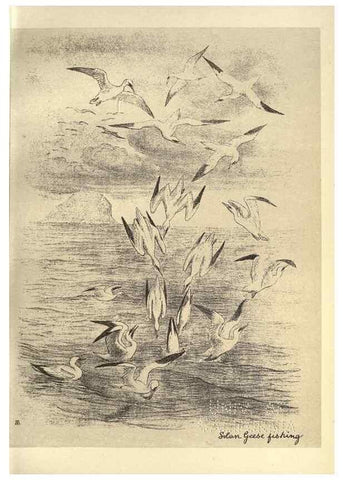 Reproducción/Reproduction 8510282213: Birds from Moidart and elsewhere /. Edinburgh :David Douglas,1895.