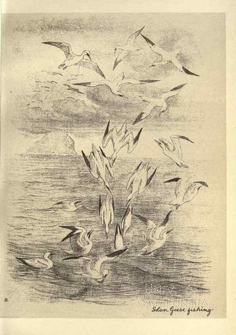 Reproducción/Reproduction 8510282213: Birds from Moidart and elsewhere /. Edinburgh :David Douglas,1895.