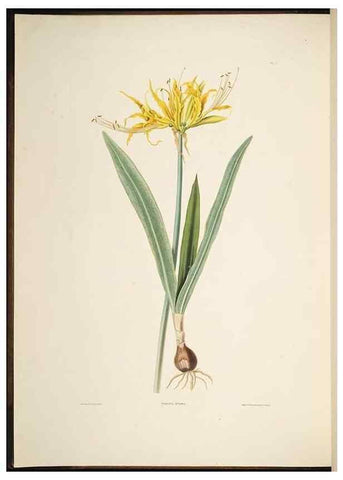 Reproducción/Reproduction 8512255423: A selection of Hexandrian plants, belonging to the natural orders Amaryllidae and Liliacae. London : Robt. Havell, ... , Pubd. 1831- ended Dec. 1, 1834.