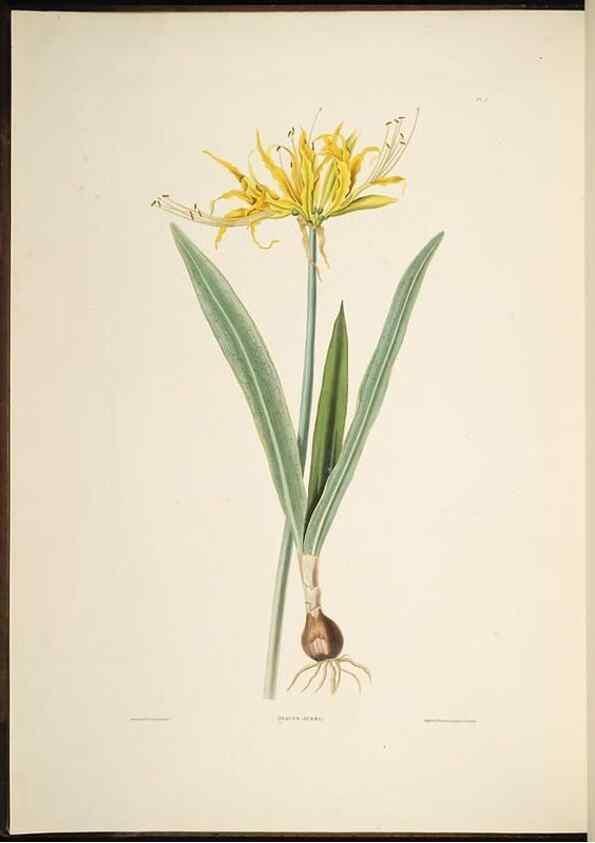 Reproducción/Reproduction 8512255423: A selection of Hexandrian plants, belonging to the natural orders Amaryllidae and Liliacae. London : Robt. Havell, ... , Pubd. 1831- ended Dec. 1, 1834.