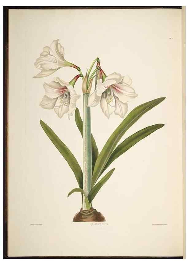 Reproducción/Reproduction 8512255753: A selection of Hexandrian plants, belonging to the natural orders Amaryllidae and Liliacae. London : Robt. Havell, ... , Pubd. 1831- ended Dec. 1, 1834.