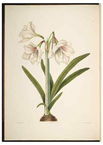 Reproducción/Reproduction 8512255753: A selection of Hexandrian plants, belonging to the natural orders Amaryllidae and Liliacae. London : Robt. Havell, ... , Pubd. 1831- ended Dec. 1, 1834.