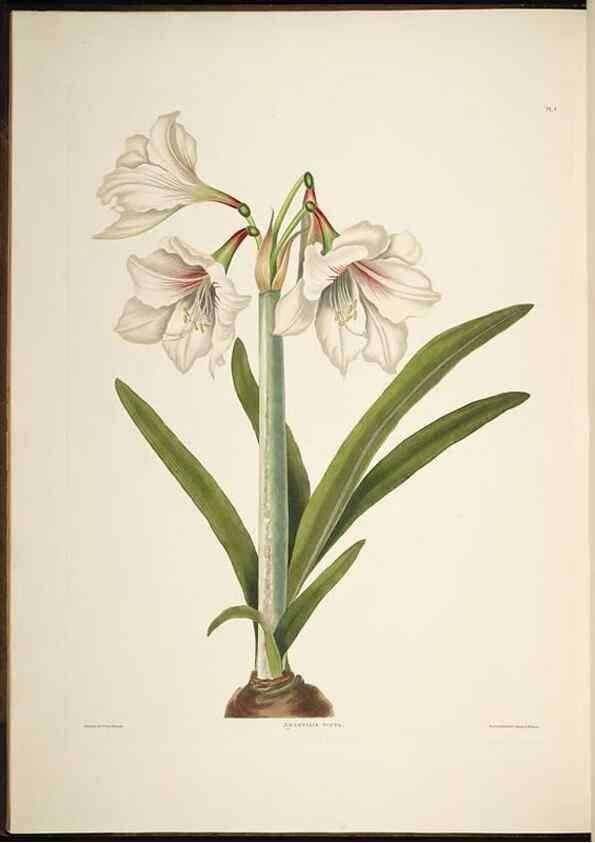 Reproducción/Reproduction 8512255753: A selection of Hexandrian plants, belonging to the natural orders Amaryllidae and Liliacae. London : Robt. Havell, ... , Pubd. 1831- ended Dec. 1, 1834.