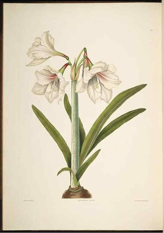 Reproducción/Reproduction 8512255753: A selection of Hexandrian plants, belonging to the natural orders Amaryllidae and Liliacae. London : Robt. Havell, ... , Pubd. 1831- ended Dec. 1, 1834.