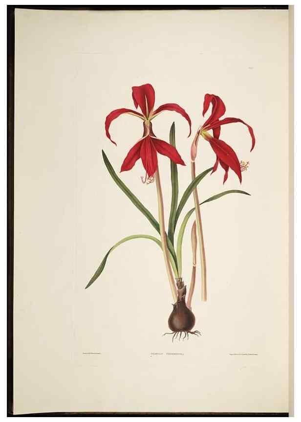 Reproducción/Reproduction 8513369034: A selection of Hexandrian plants, belonging to the natural orders Amaryllidae and Liliacae. London : Robt. Havell, ... , Pubd. 1831- ended Dec. 1, 1834.